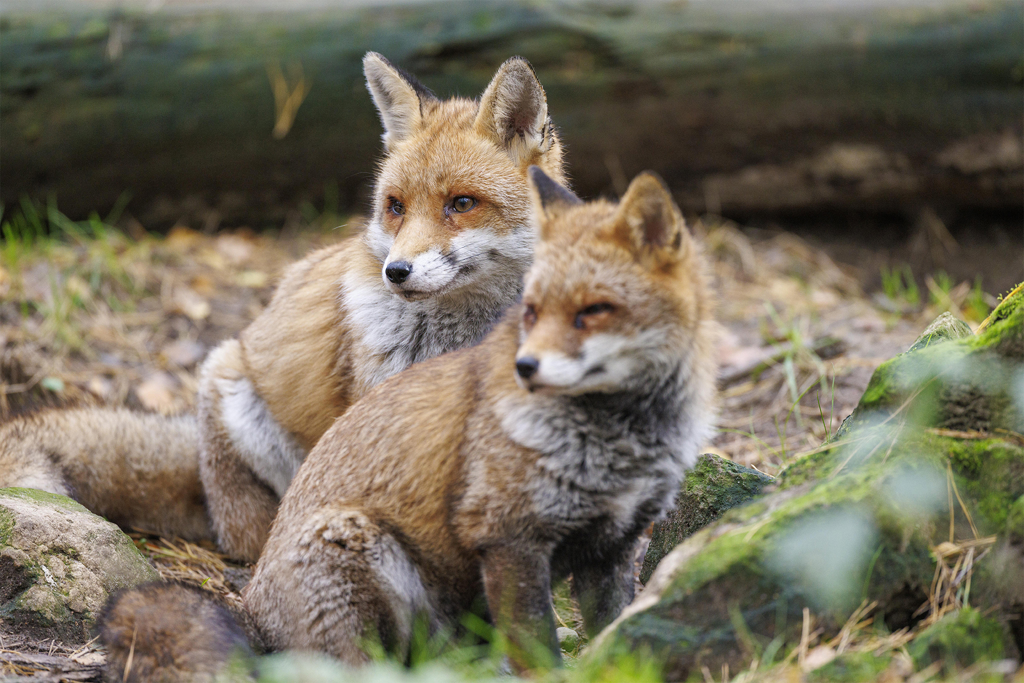 Бешенство, клещи и хищники в городе: почему ежей лучше не трогать, а лисы – опасны